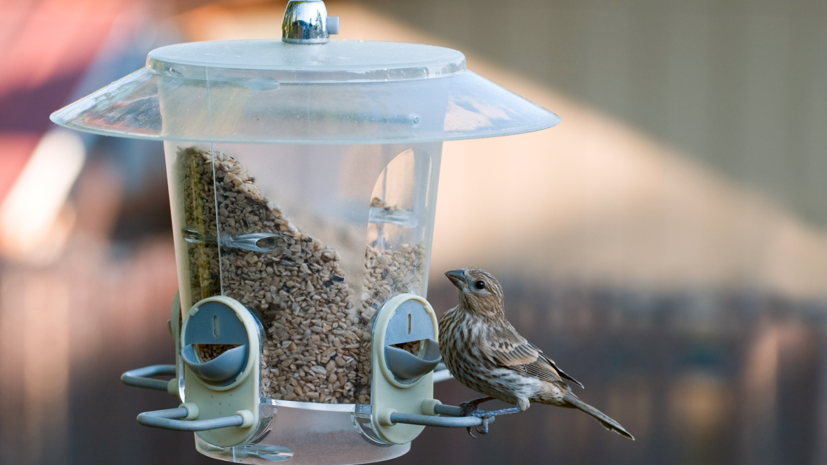 What to Feed Wild Birds in Autumn