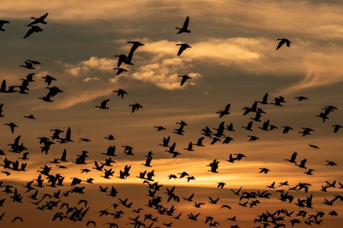 What Type of Behavior is a Bird Migrating