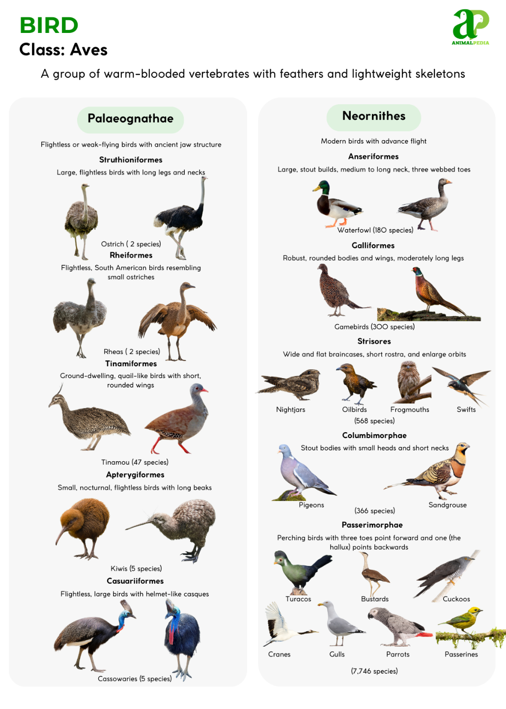 What Type of Habitat Do Birds Live in