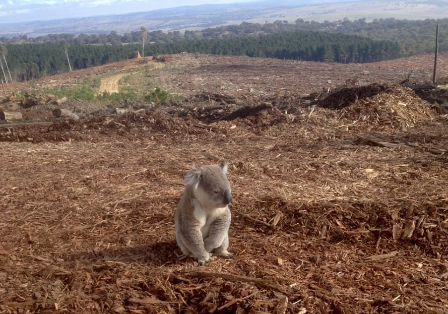 What Type of Human Activity Could Destroy Birds Habitat