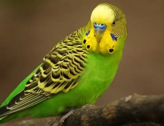 What Type of Pet Birds Talk