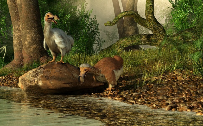 What was the Dodo Birds Habitat Like
