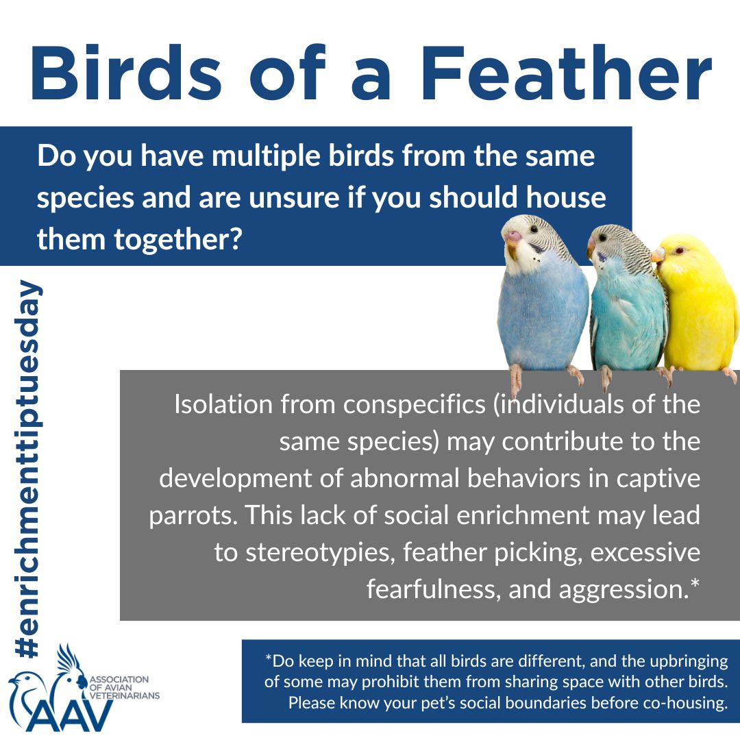 What Would a Class on Bird Behavior Be Called