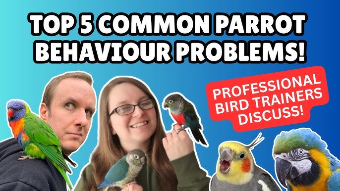 What'S a Common Behavior Problem in Pet Birds