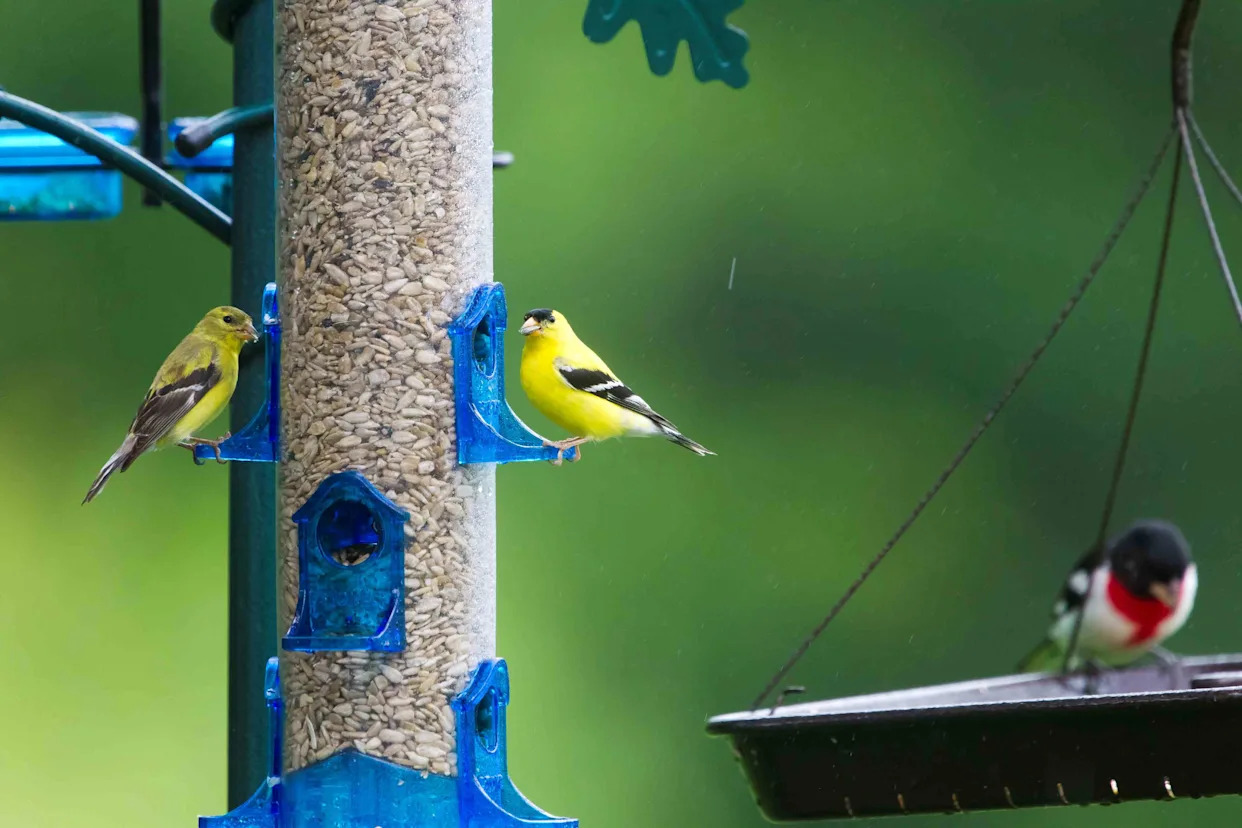 What'S the Best Bird Feed