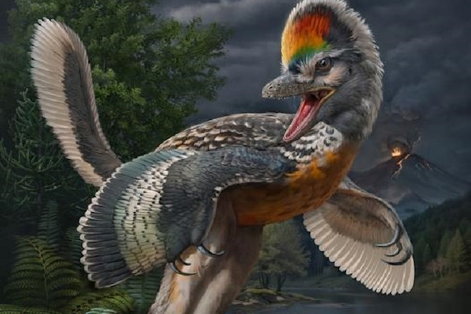 What'S the Oldest Species of Bird