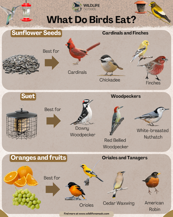 When Do Birds Need Feeding