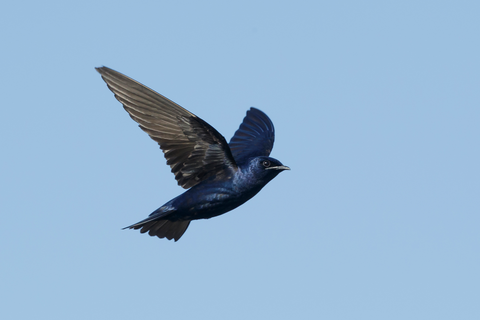 When Do the Martin Birds Migrate South
