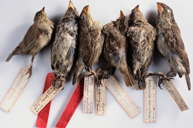 When One Species of Bird Evolves into Several New Species