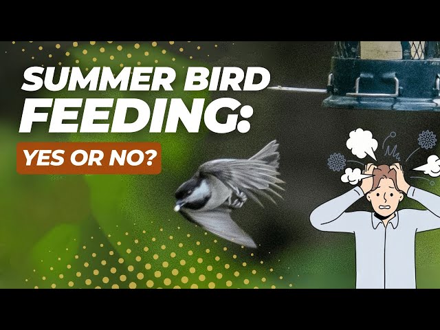When Should You Stop Feeding Wild Birds