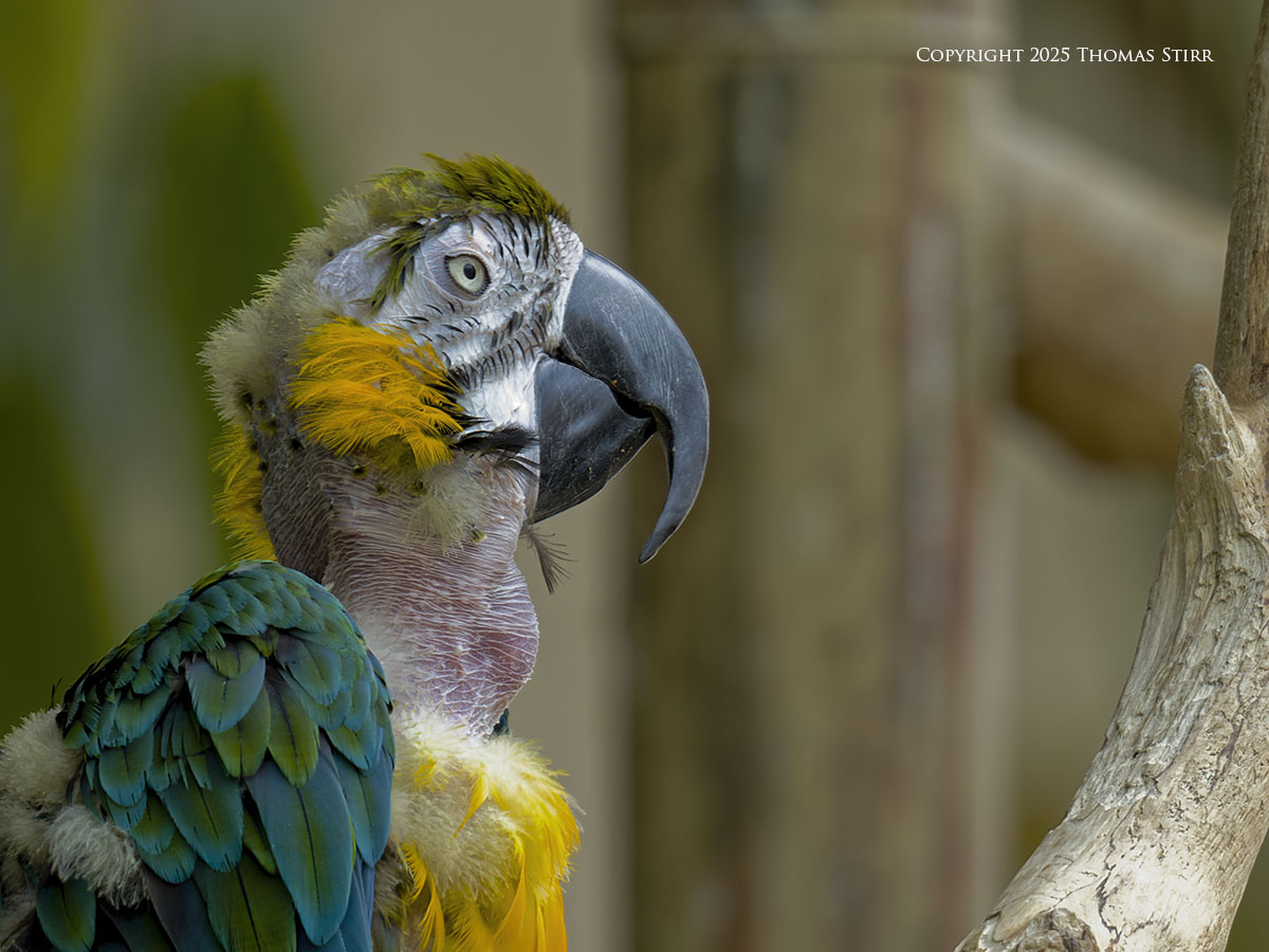 When to Use High Speed Sync for Birds Photography
