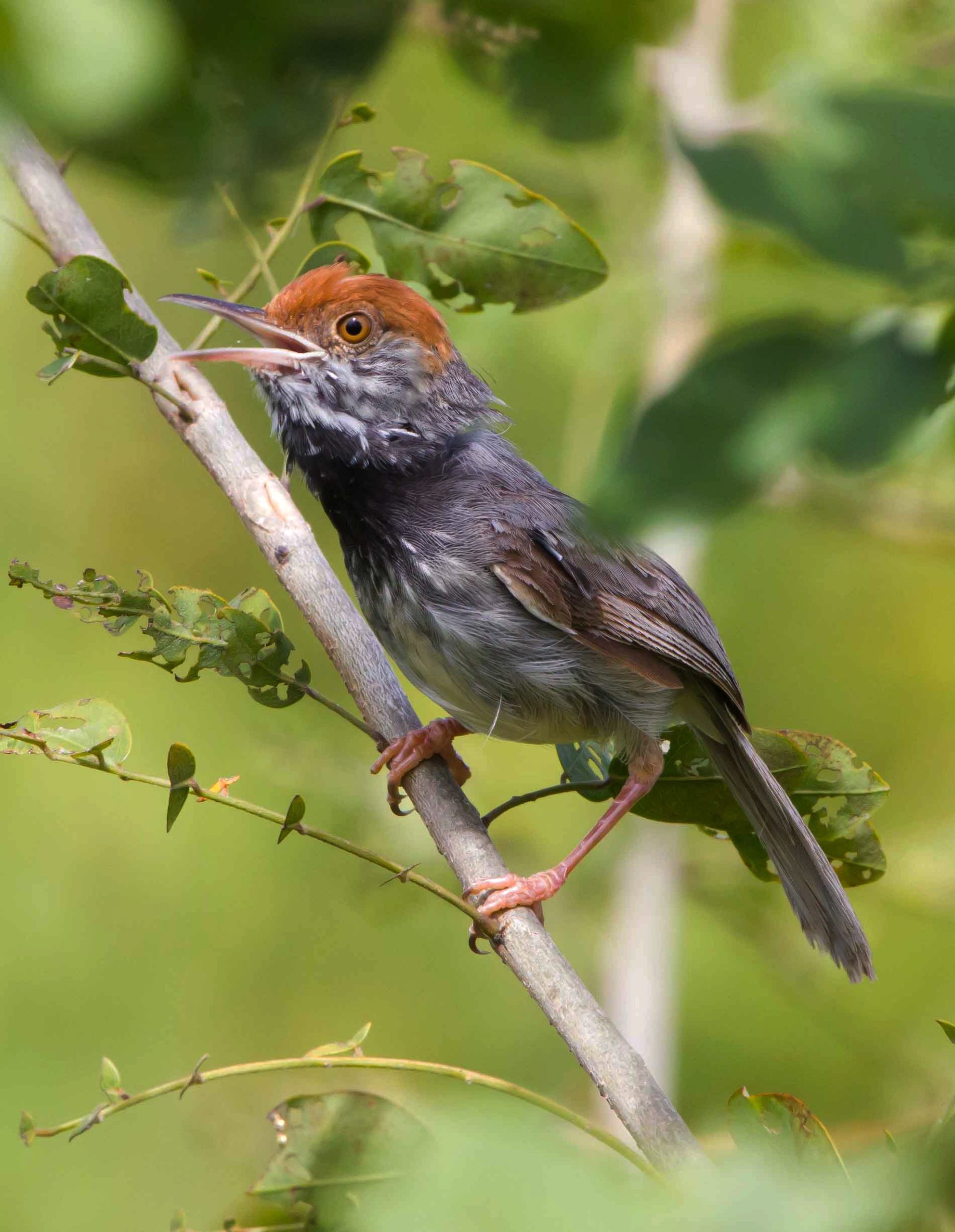 Where are New Bird Species to Be Found