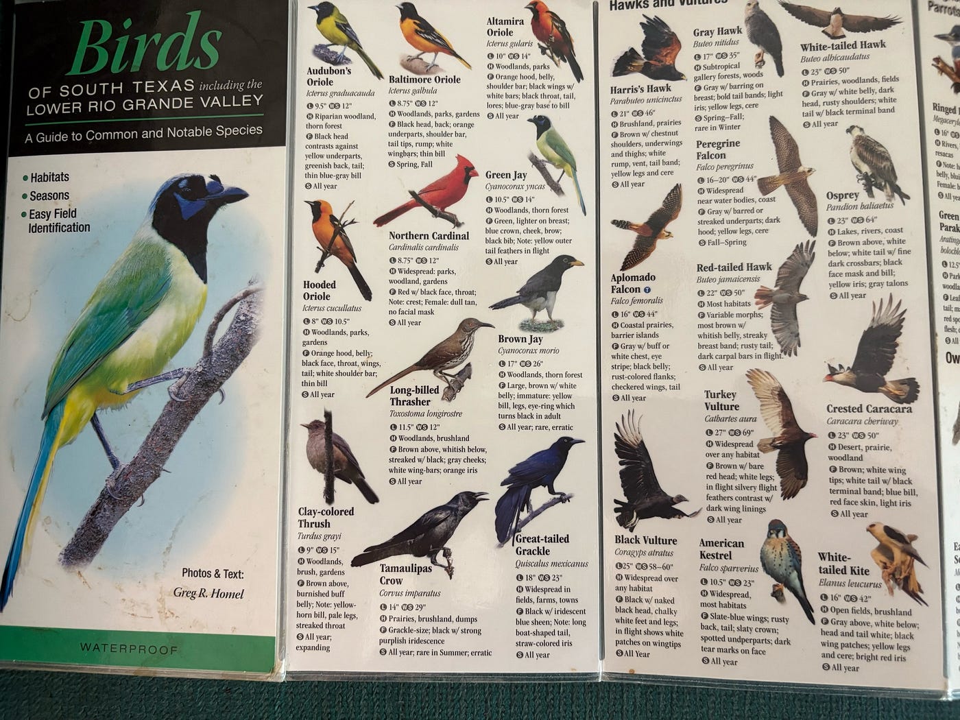 Where Can I Observe 500 Bird Species in Texas