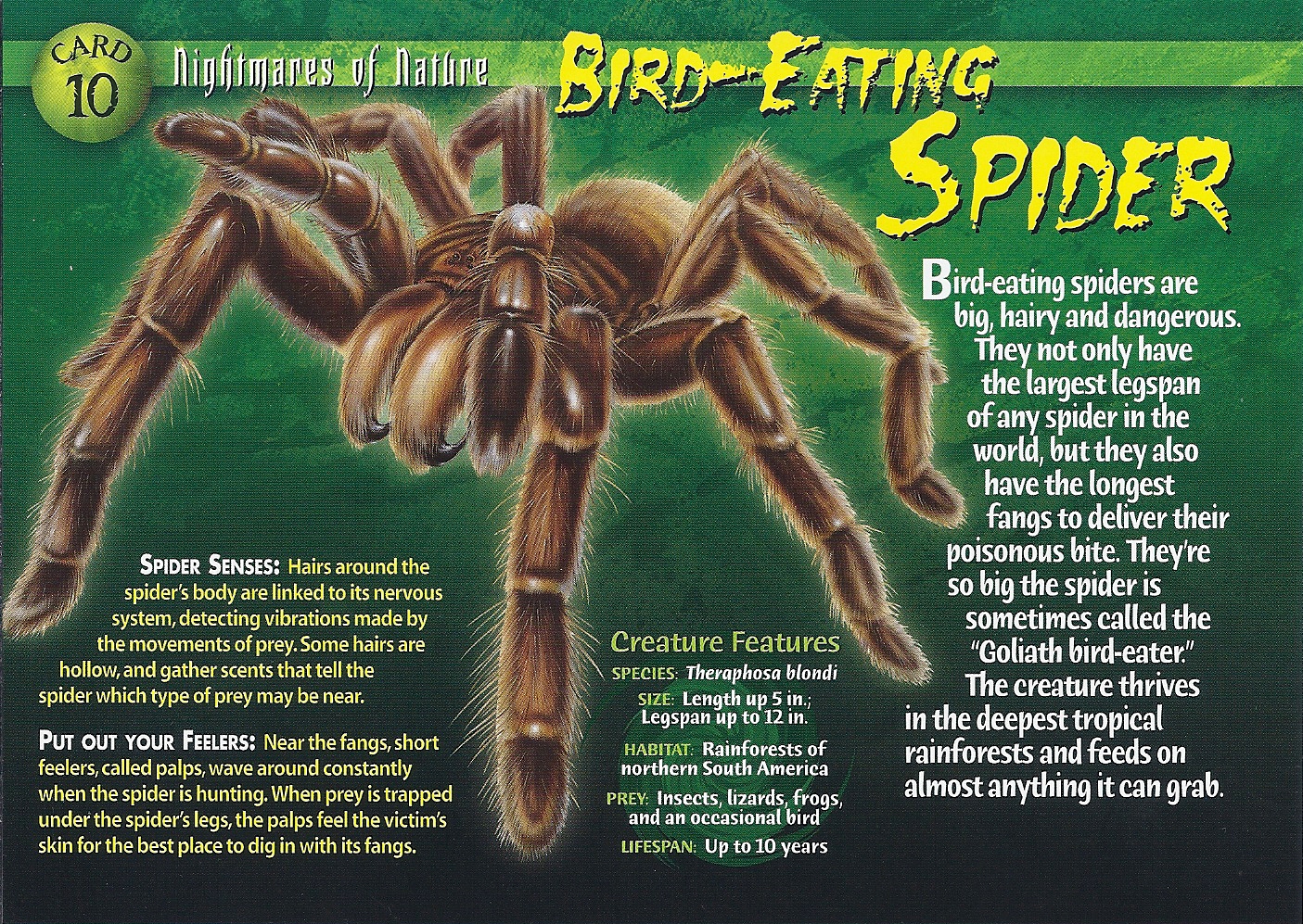 Where Do Bird Eating Spiders Habitat