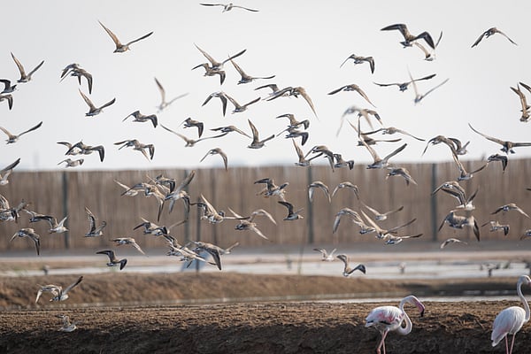 Where Do Birds Migrate from Uae