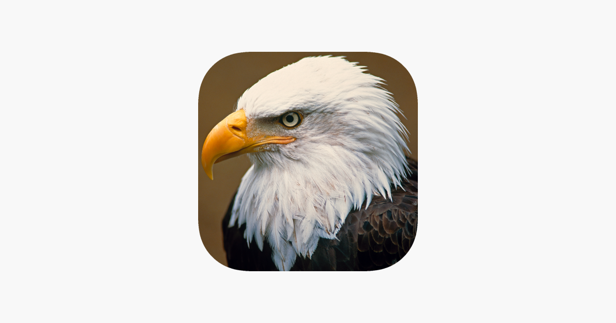 Where Do I Watch the Eagles Birds Live