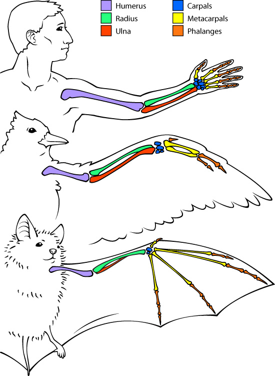 Where Do Wings Meet Bird Anatomy