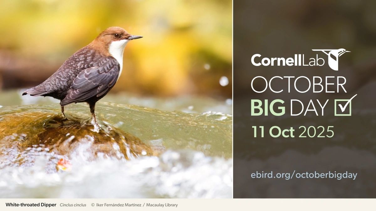 Where to Go Bird Watching in October