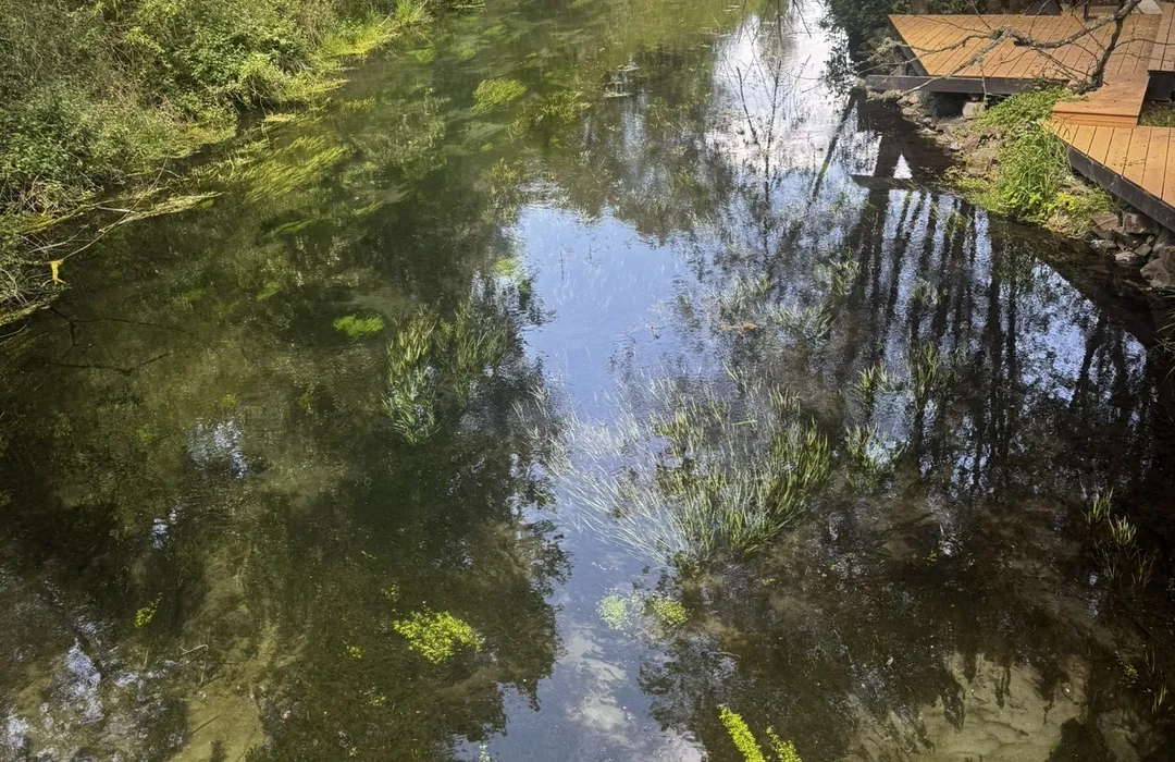 Where to Go Bird Watching in Puyallup