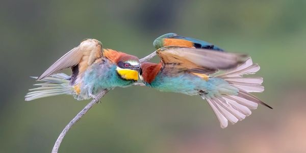 Where to Watch Birds in Barcelona
