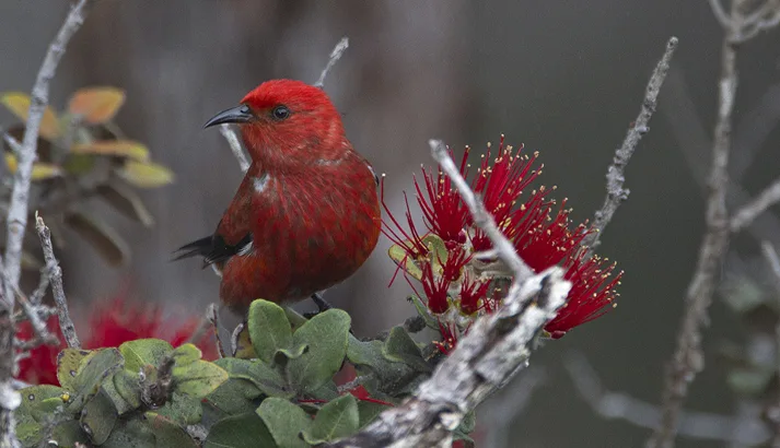 Where to Watch Birds in Hawaii