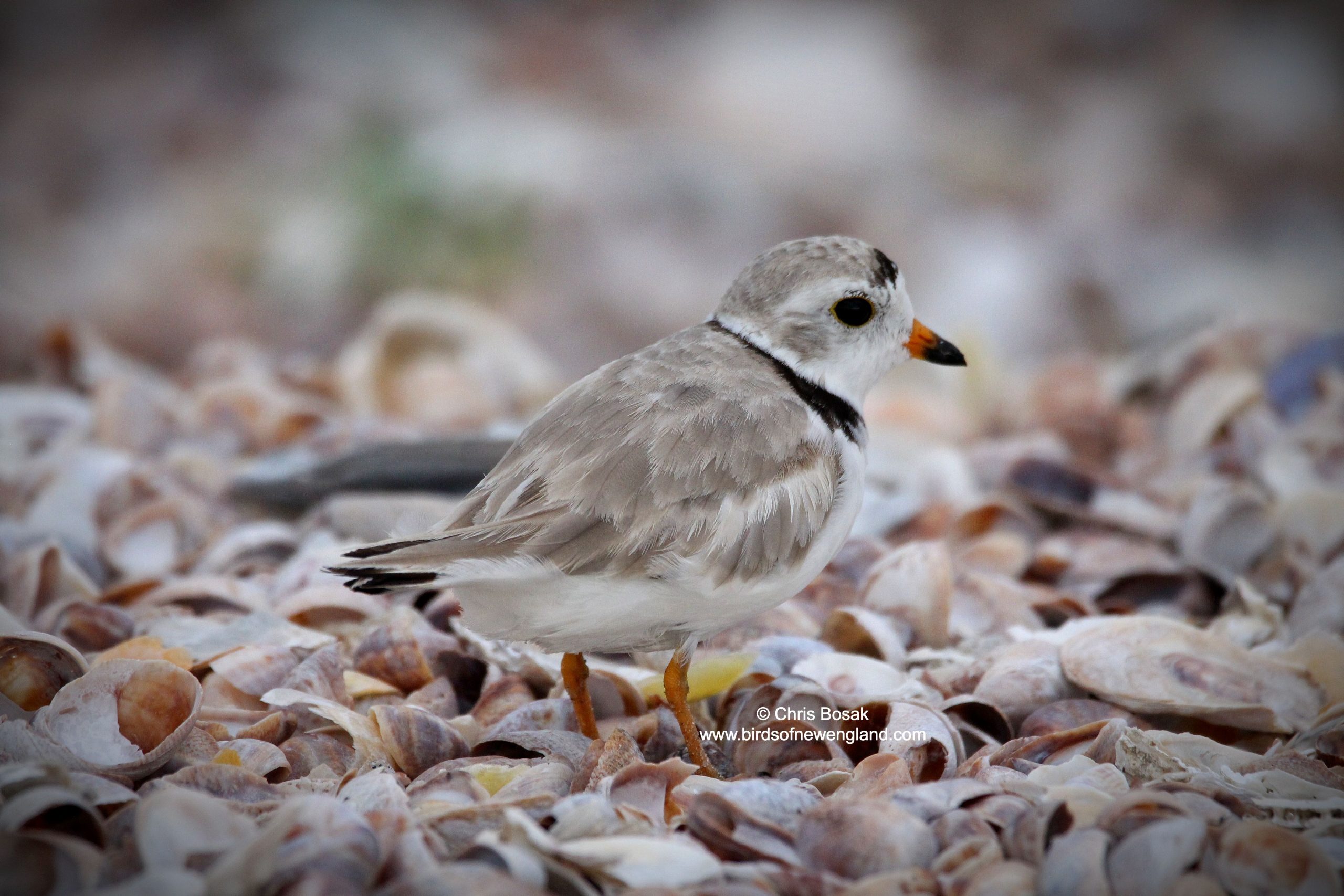 Where to Watch Birds in New England