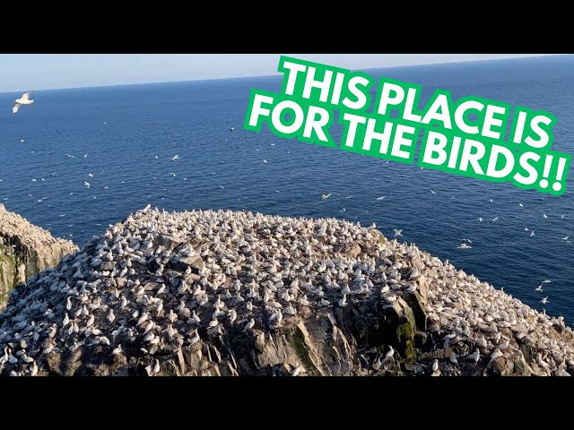 Where to Watch Birds in Newfoundland