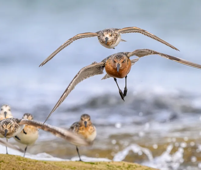 Where to Watch Birds in Northumberland