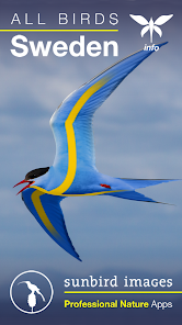 Where to Watch Birds in Sweden