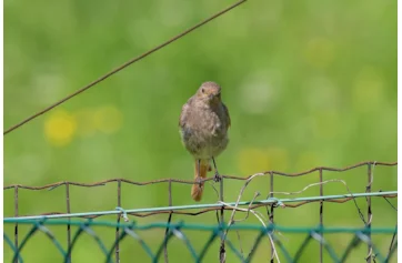 Where to Watch Birds Italy