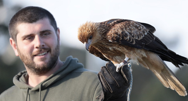 Where to Watch Birds of Prey Australia