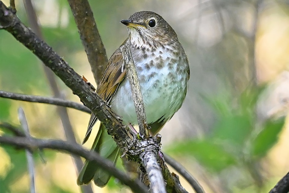 Where to Watch Song Bird