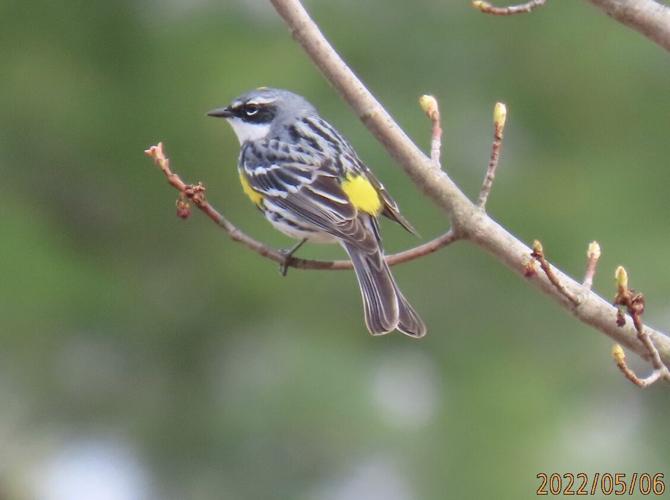 Which American Bird Does Not Migrate South
