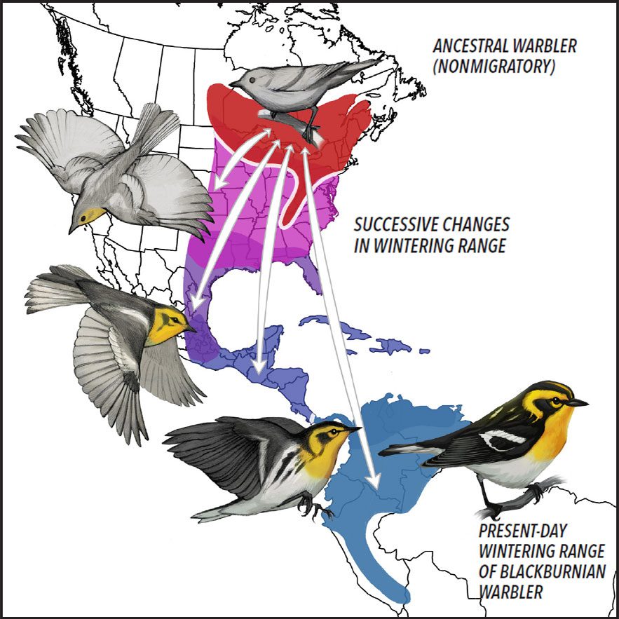 Which Birds Migrate First