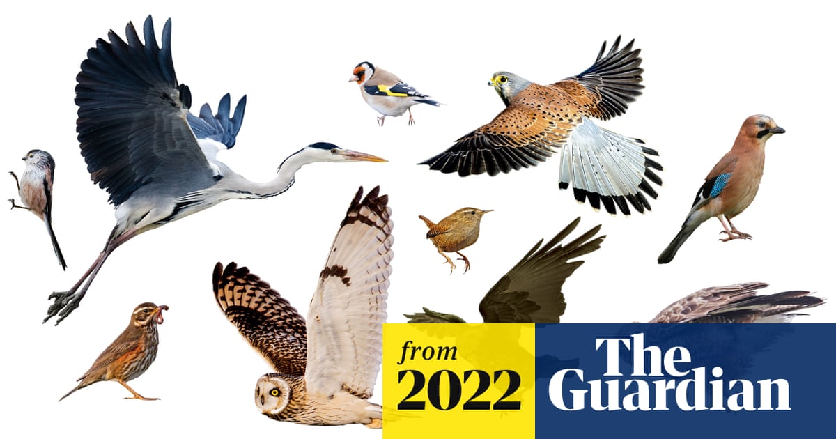 Which Birds Migrate in Winter from Uk