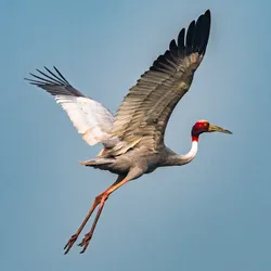 Which is the World'S Tallest Flying Bird Species
