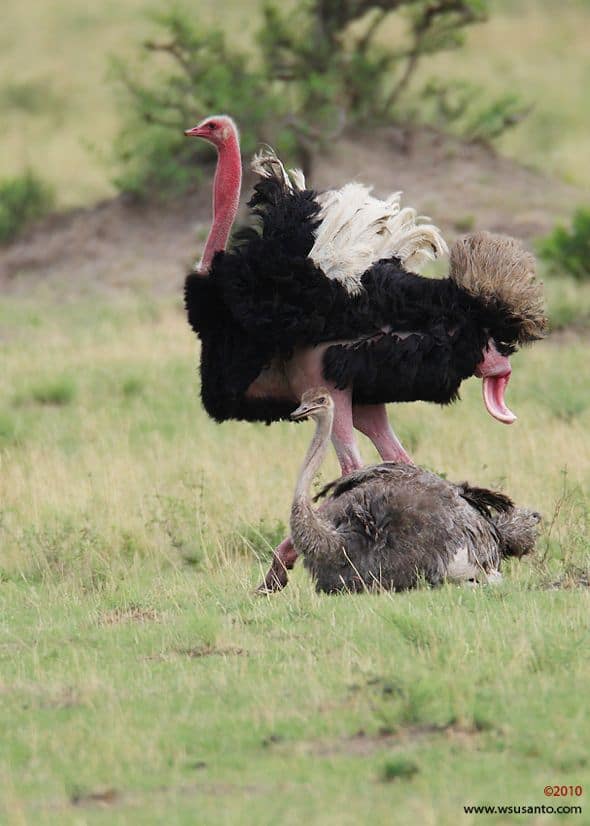 Which Species of Bird Have Penis