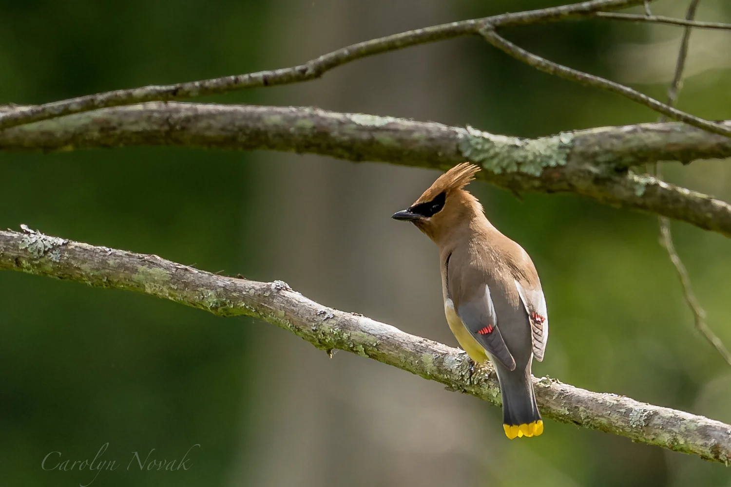 Which Species of Birds are Most Common on Long Island