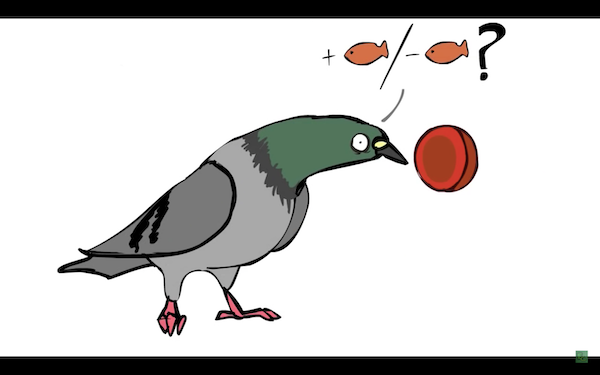 Who Studies Birds Behavior in a Specifically Designed Box