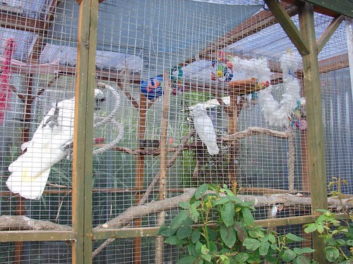 Why are Birds Bad Pets