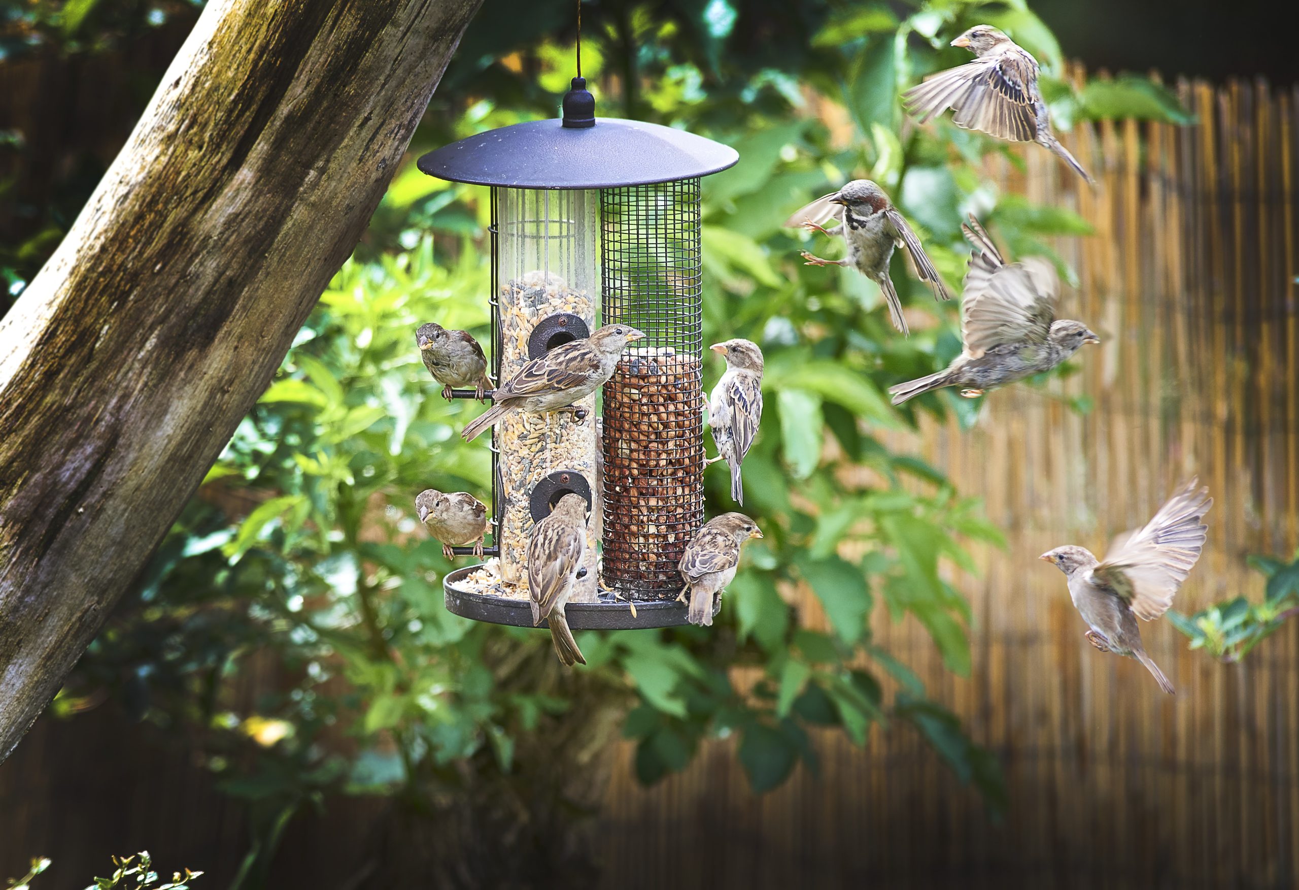 Why are Birds Not Using My Bird Feeder