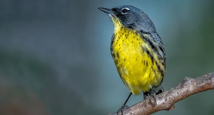 Why are Endangered Species Bird