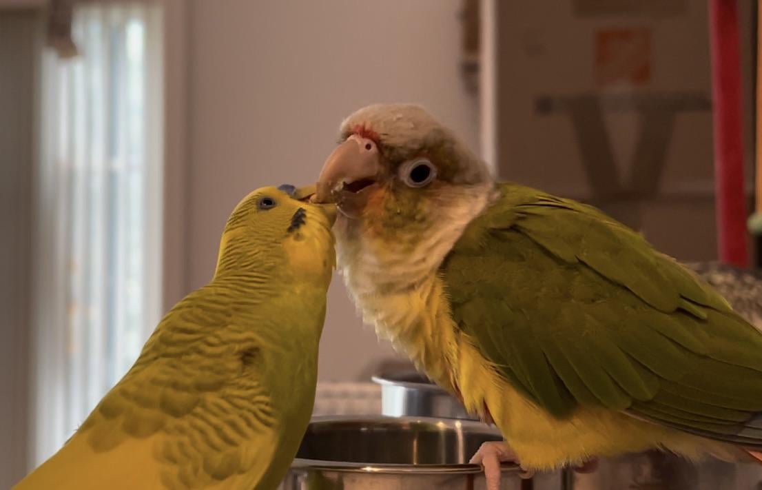 Why are My Birds Feeding Each Other