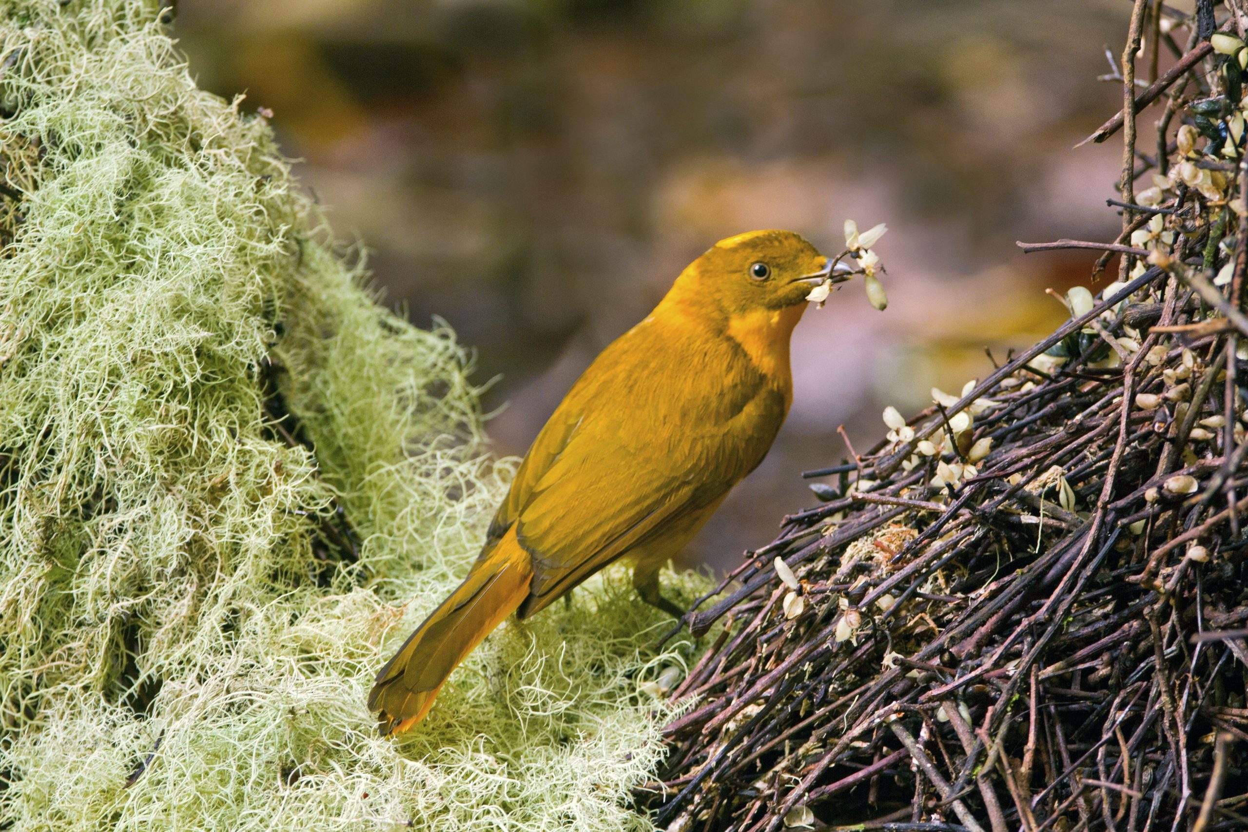 Why are There More Endemic Bird Species in Tropics