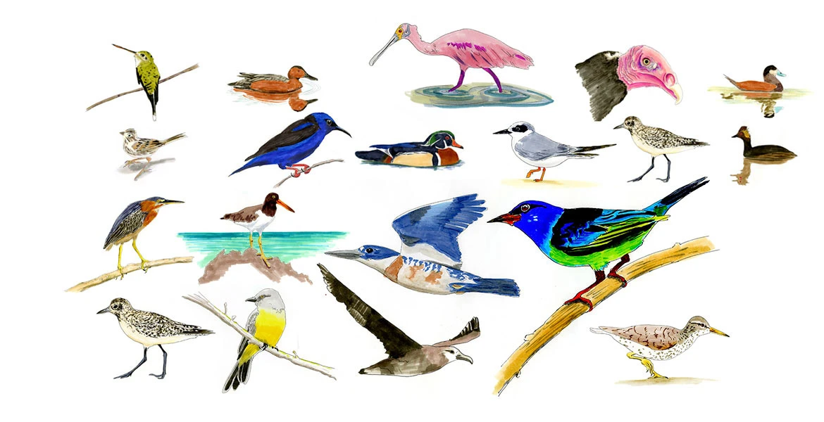 Why are There So Many Bird Species