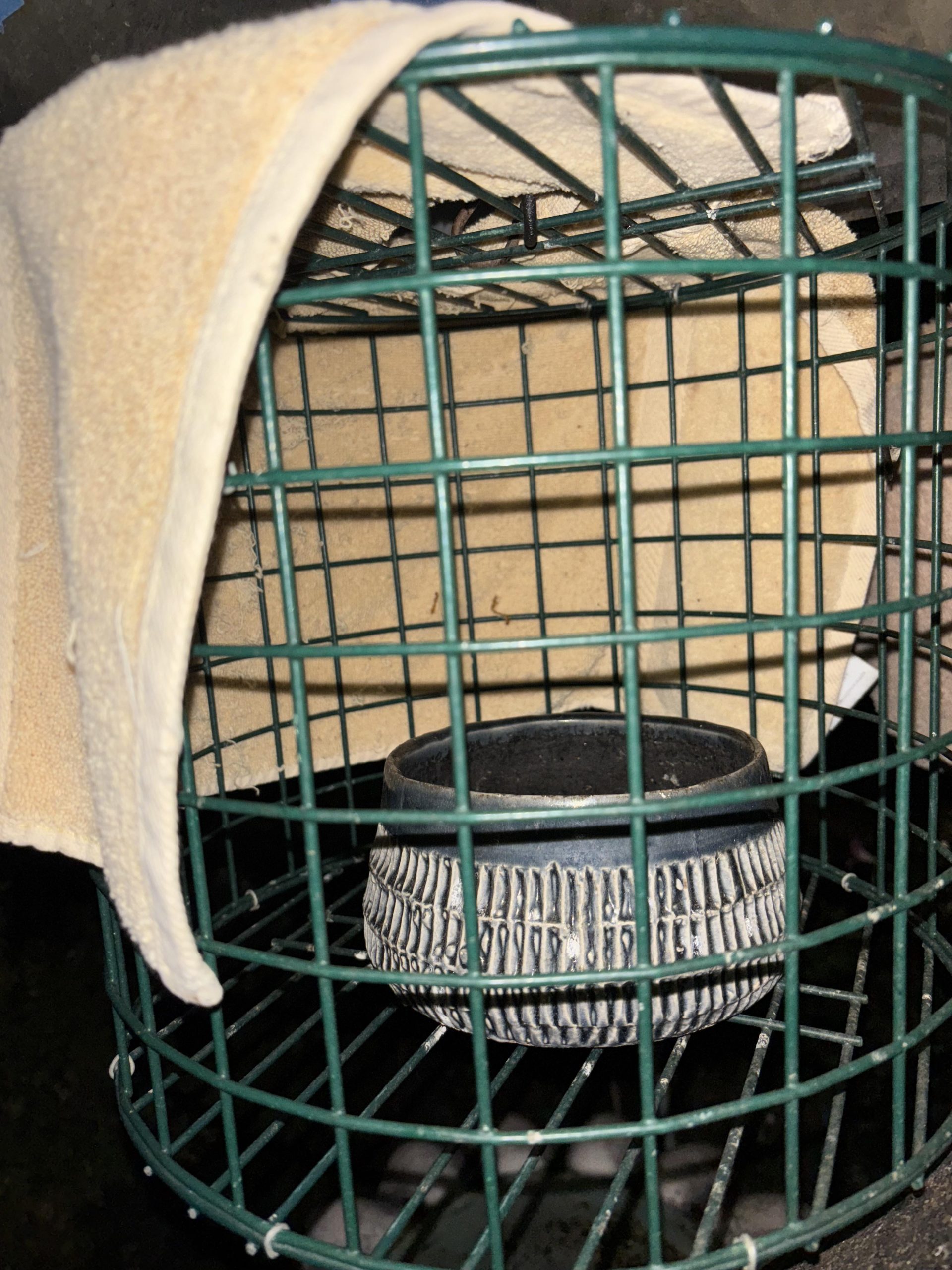 Why Aren T Birds Coming to My New Feeder