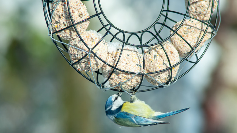 Why Aren'T Birds Coming to My Suet Feeder