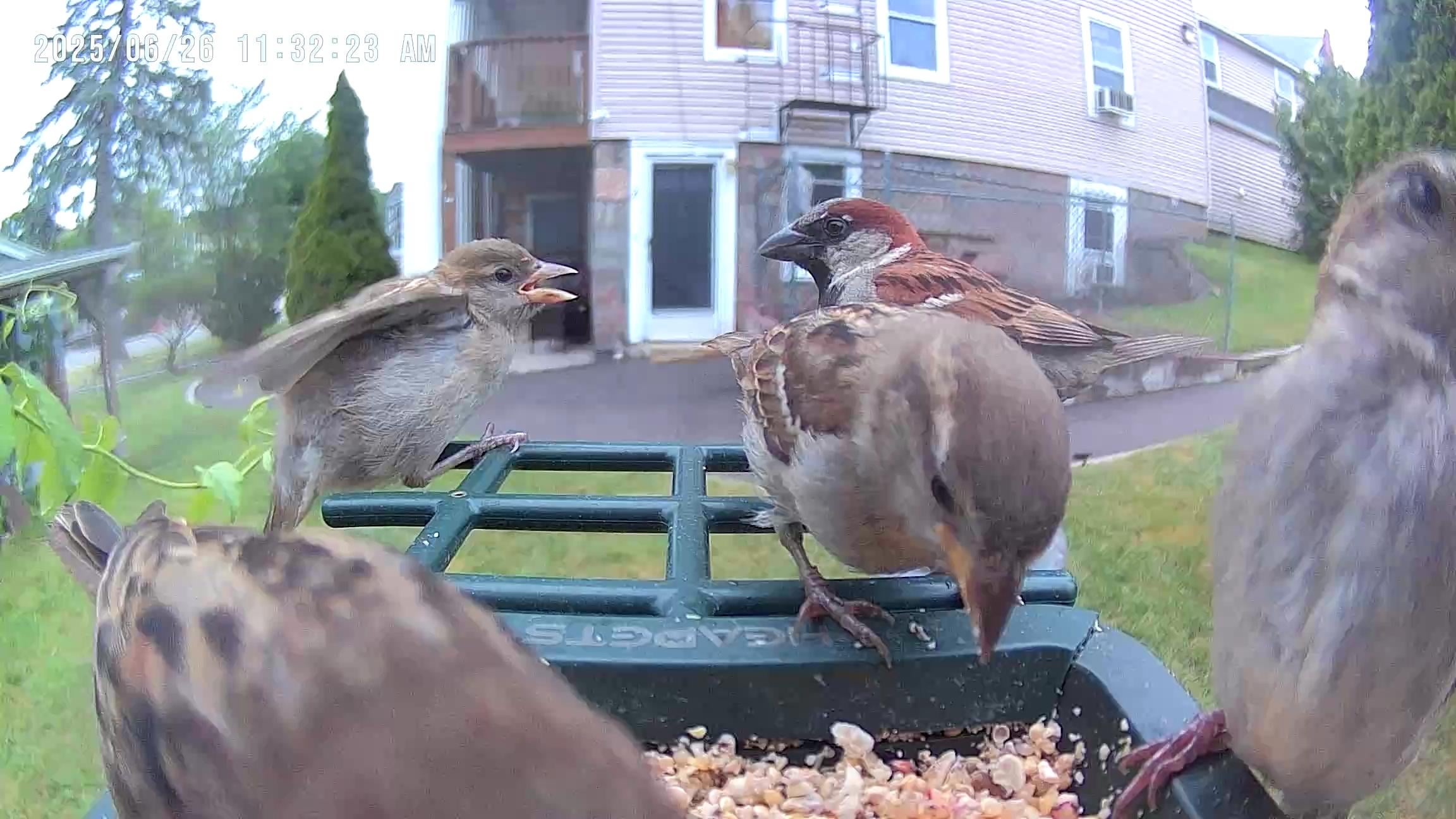 Why Aren'T Birds Coming to My Window Feeder