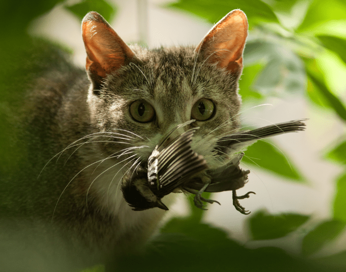 Why Do Birds Watch Cats Fighting