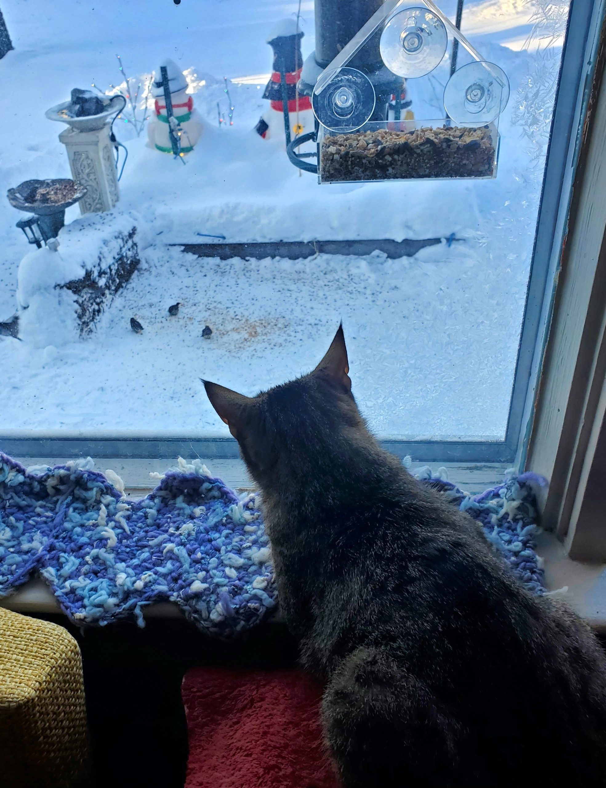 Why Do Cats Like Bird Watching
